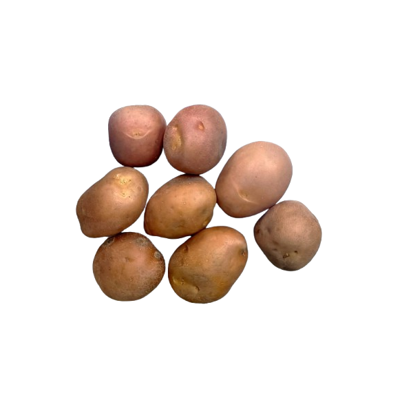 RED GUARNICIÓN potato Organic 